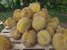Durians: History, Nutrition, Health Benefits and Growing Guide Durians: History, Nutrition, Health Benefits and Growing Guide