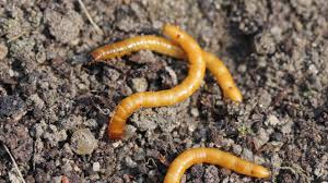 Wireworms: Description, Damages Caused, Control and Preventive Measures