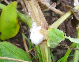 Sclerotinia Stem Rot: Description, Damages Caused, Control and Preventive Measures