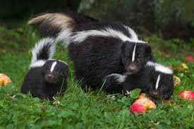 Skunks: Description, Damages Caused, Control and Preventive Measures