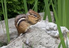 Chipmunks: Description, Damages Caused, Control and Preventive Measures Chipmunks: Description, Damages Caused, Control and Preventive Measures