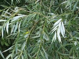 15 Medicinal Health Benefits Of Willow (Salix sp.)