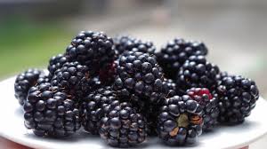 Blackberries: History, Nutrition, Health Benefits and Growing Guide