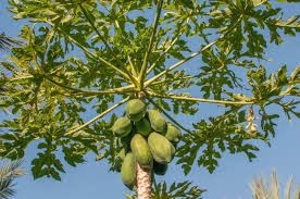 Pawpaws: History, Nutrition, Health Benefits and Growing Guide 