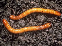 Wireworms: Description, Damages Caused, Control and Preventive Measures