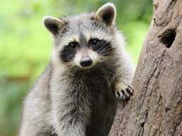 Raccoons: Description, Damages Caused, Control and Preventive Measures