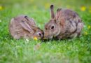 Rabbits: Description, Damages Caused, Control and Preventive Measures