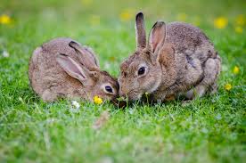 Rabbits: Description, Damages Caused, Control and Preventive Measures