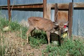 Chronic Wasting Disease: Description, Damages Caused, Control and Preventive Measures