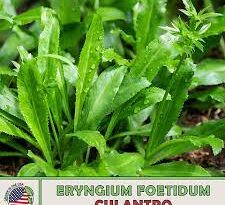 20 Medicinal Health Benefits Of Eryngium foetidum (Culantro)