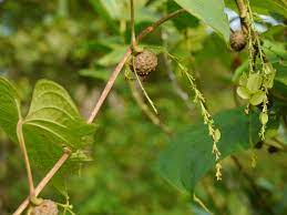 20 Medicinal Health Benefits Of Dioscorea floribunda (Aerial Yam)