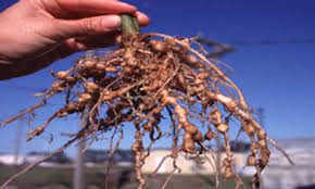 Root-knot Nematodes: Description, Damages Caused, Control and Preventive Measures