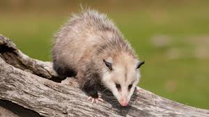 Possums (opossums): Description, Damages Caused, Control and Preventive Measures