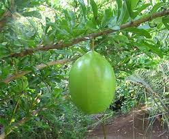 20 Medicinal Health Benefits Of Crescentia cujete (Calabash tree)