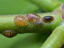 Scale Insects: Description, Damages Caused, Control and Preventive Measures