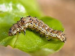 Caterpillars: Description, Damages Caused, Control and Preventive Measures