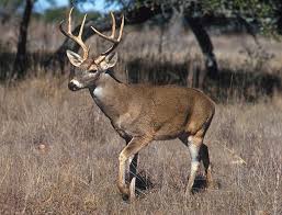 Deer: Description, Damages Caused, Control and Preventive Measures