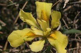 17 Medicinal Health Benefits Of Iris humilis (Dwarf Iris)