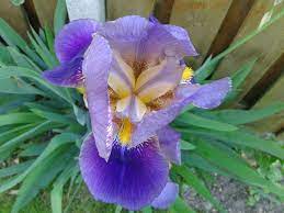 17 Medicinal Health Benefits Of Iris goniocarpa (Maroon Iris)