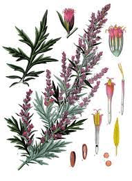 15 Medicinal Health Benefits of Artemisia vulgaris (Mugwort) 15 Medicinal Health Benefits of Artemisia vulgaris (Mugwort)