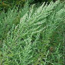 16 Medicinal Health Benefits Of Mugwort (Artemisia vulgaris) 16 Medicinal Health Benefits Of Mugwort (Artemisia vulgaris)