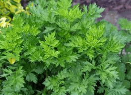 16 Medicinal Health Benefits Of Mugwort (Artemisia vulgaris) 16 Medicinal Health Benefits Of Mugwort (Artemisia vulgaris)
