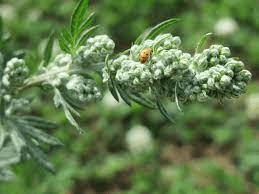 16 Medicinal Health Benefits Of Mugwort (Artemisia vulgaris) 16 Medicinal Health Benefits Of Mugwort (Artemisia vulgaris)