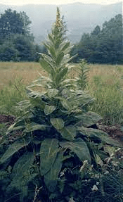 10 Medicinal Health Benefits Of Mullein (Verbascum thapsus) 10 Medicinal Health Benefits Of Mullein (Verbascum thapsus)