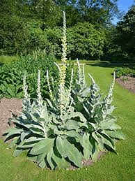 10 Medicinal Health Benefits Of Mullein (Verbascum thapsus) 10 Medicinal Health Benefits Of Mullein (Verbascum thapsus)