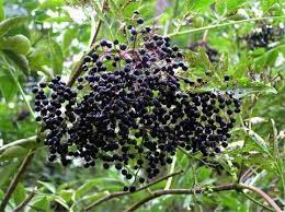 10 Medicinal Health Benefits Of Elderberry (Sambucus nigra) 10 Medicinal Health Benefits Of Elderberry (Sambucus nigra)