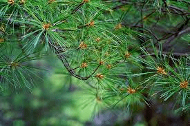15 Medicinal Health Benefits Of Pine Tree (Pinus sp.) 15 Medicinal Health Benefits Of Pine Tree (Pinus sp.)