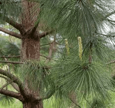 15 Medicinal Health Benefits Of Pine Tree (Pinus sp.) 15 Medicinal Health Benefits Of Pine Tree (Pinus sp.)