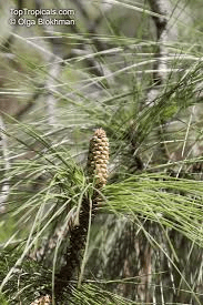 15 Medicinal Health Benefits Of Pine Tree (Pinus sp.) - Agric4Profits