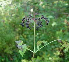 10 Medicinal Health Benefits Of Elderberry (Sambucus nigra) 10 Medicinal Health Benefits Of Elderberry (Sambucus nigra)