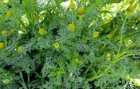 10 Medicinal Health Benefits of Pineapple Weed (Matricaria discoidea)
