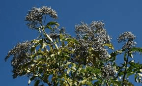10 Medicinal Health Benefits Of Elderberry (Sambucus nigra) 10 Medicinal Health Benefits Of Elderberry (Sambucus nigra)