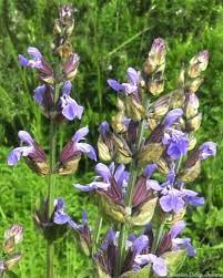 15 Medicinal Health Benefits Of Sage (Salvia officinalis)