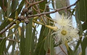 8 Medicinal Health Benefits Of Eucalyptus (Eucalyptus sp.) 8 Medicinal Health Benefits Of Eucalyptus (Eucalyptus sp.)