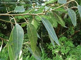 8 Medicinal Health Benefits Of Eucalyptus (Eucalyptus sp.) 8 Medicinal Health Benefits Of Eucalyptus (Eucalyptus sp.)