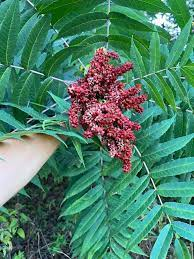 15 Medicinal Health Benefits Of Staghorn Sumac (Rhus typhina)