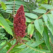 15 Medicinal Health Benefits Of Staghorn Sumac (Rhus typhina)