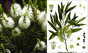 15 Medicinal Health Benefits Of Tea Tree (Melaleuca alternifolia)