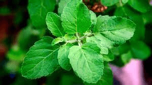 18 Medicinal Health Benefits Of Tulsi (Ocimum tenuiflorum)