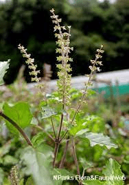 18 Medicinal Health Benefits Of Tulsi (Ocimum tenuiflorum)