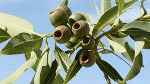 8 Medicinal Health Benefits Of Eucalyptus (Eucalyptus sp.) 8 Medicinal Health Benefits Of Eucalyptus (Eucalyptus sp.)
