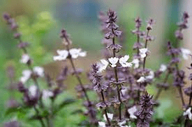 18 Medicinal Health Benefits Of Tulsi (Ocimum tenuiflorum)