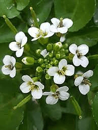 15 Medicinal Health Benefits Of Watercress (Nasturtium officinale)