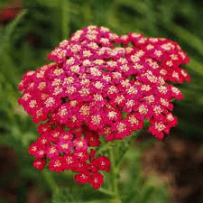 10 Medicinal Health Benefits Of Yarrow (Achillea millefolium) 10 Medicinal Health Benefits Of Yarrow (Achillea millefolium)