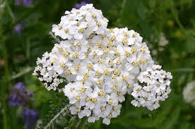 10 Medicinal Health Benefits Of Yarrow (Achillea millefolium) 10 Medicinal Health Benefits Of Yarrow (Achillea millefolium)