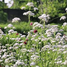 15 Medicinal Health Benefits Of Valerian (Valeriana officinalis)